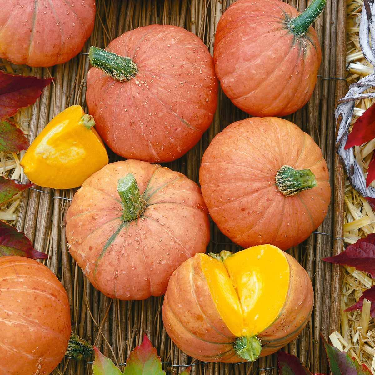 Amish Pie Squash seeds germination non GMO heirloom variety