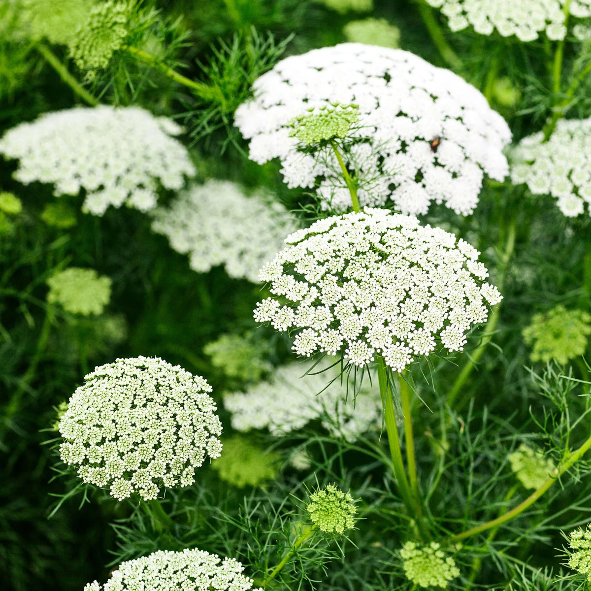 Majus (Majus scientific name) for planting in garden