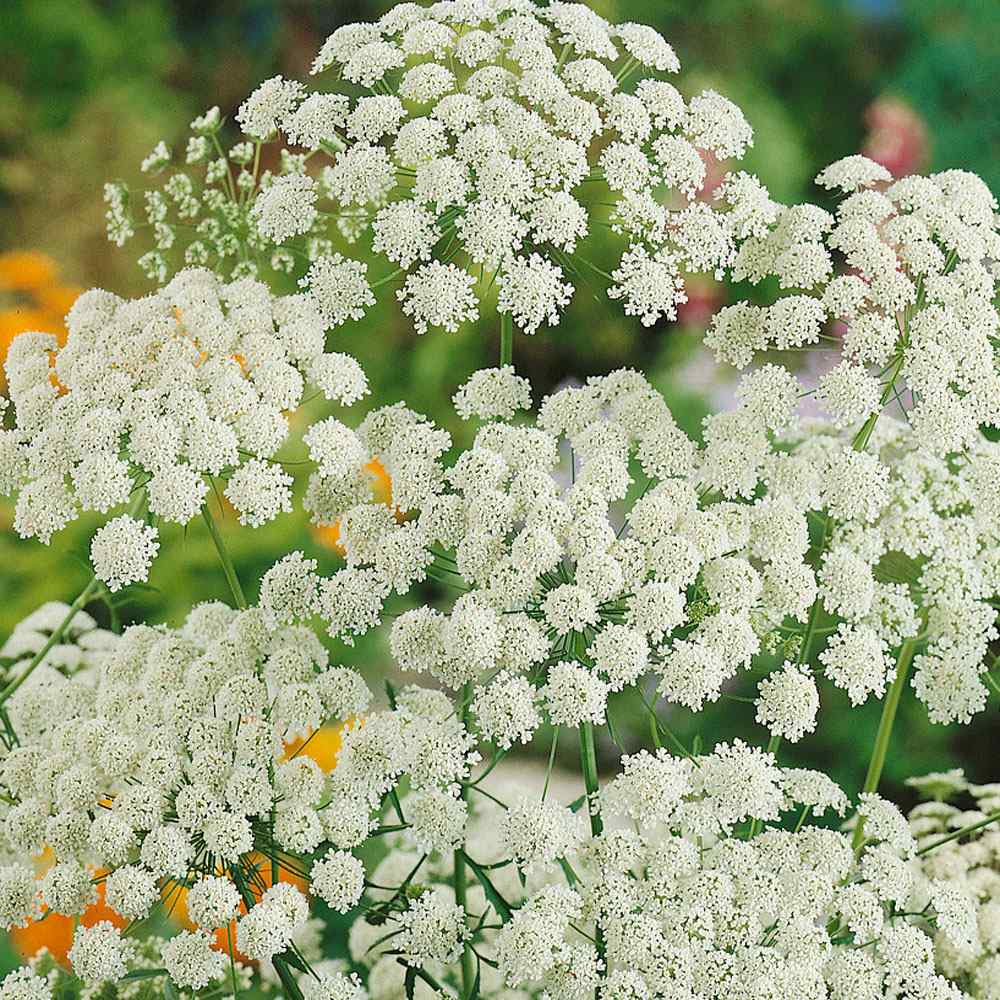 Bishop's Flower White Bloom Flower Seeds