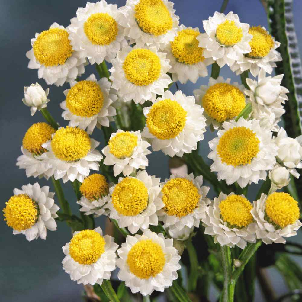 Ammobium Alatum Winged Everlasting Seeds