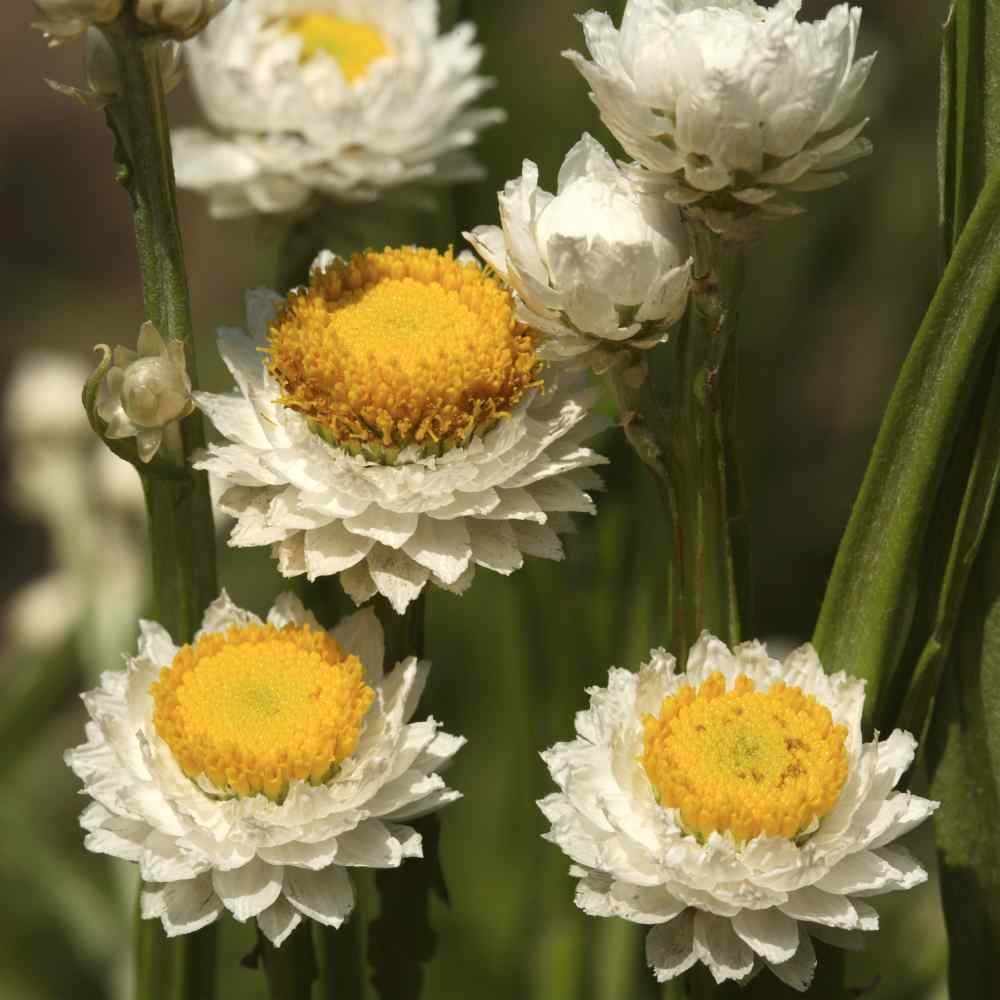 Ammobium Alatum Winged Everlasting Seeds