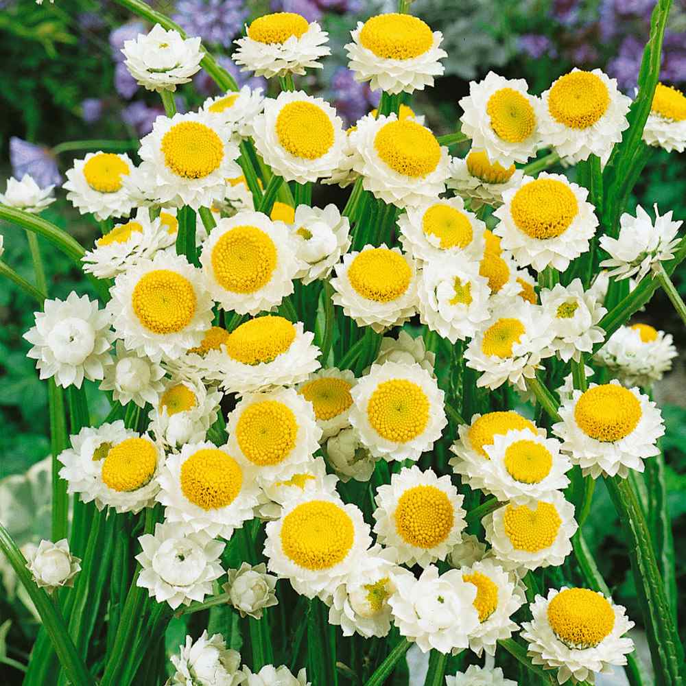 Ammobium Alatum Winged Everlasting Seeds