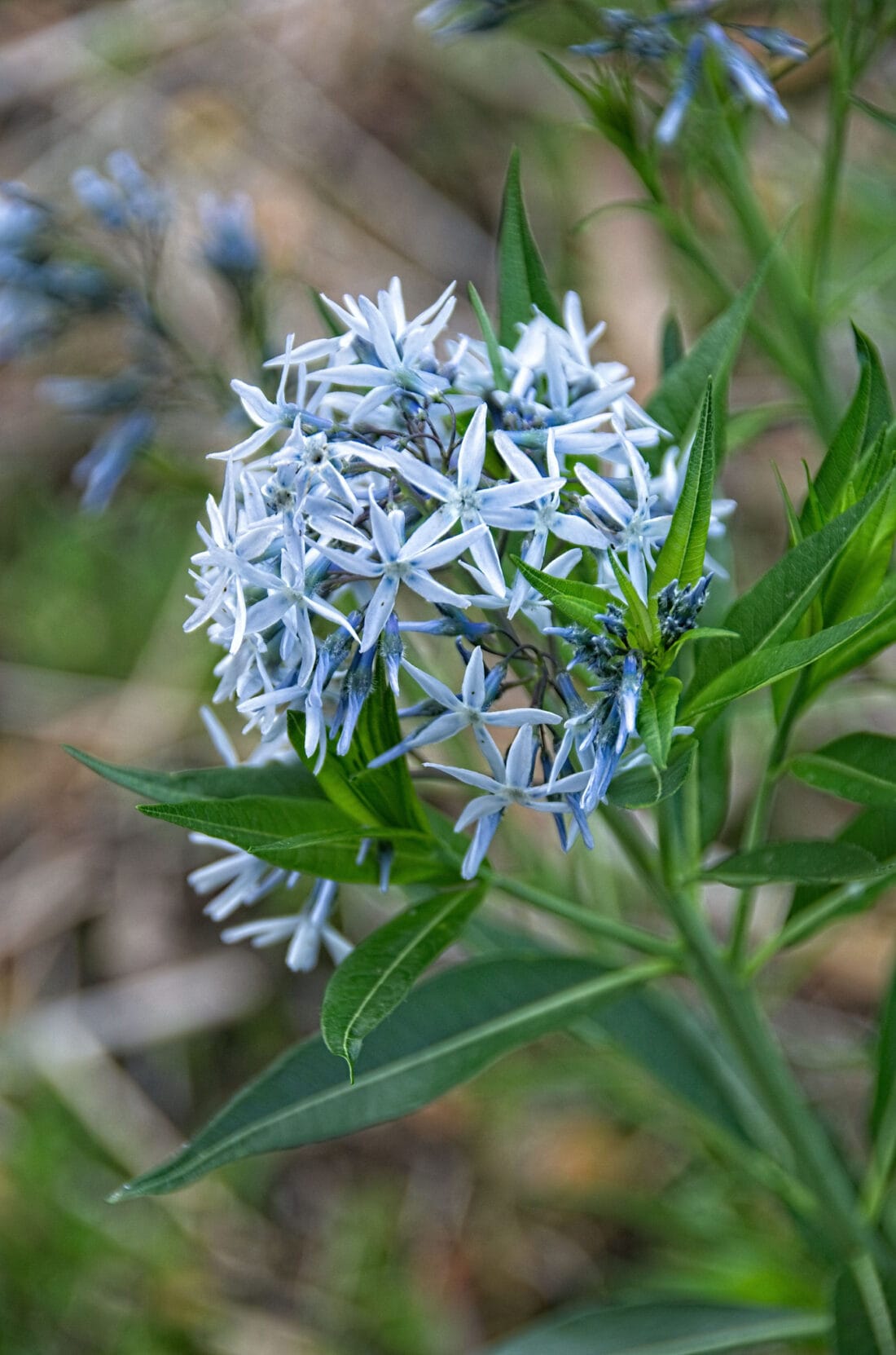 Shining Blue Star Amsonia Tabernaemontana, Flowering Seeds For Planting