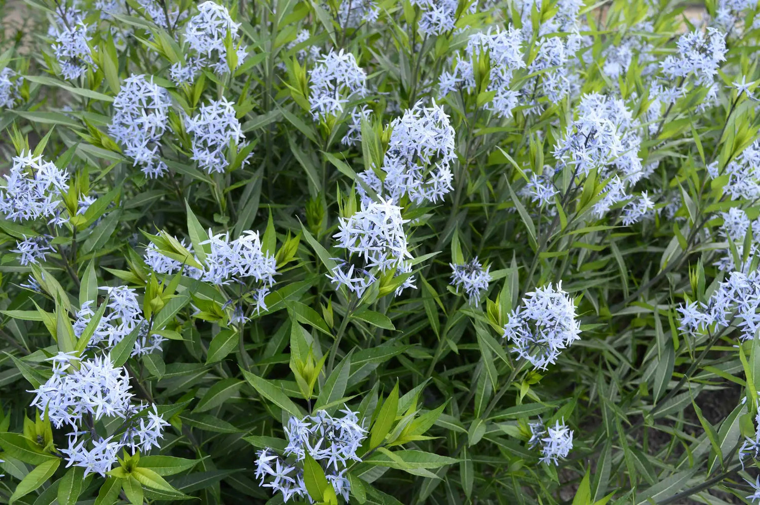 Shining Blue Star Amsonia Tabernaemontana, Flowering Seeds For Planting