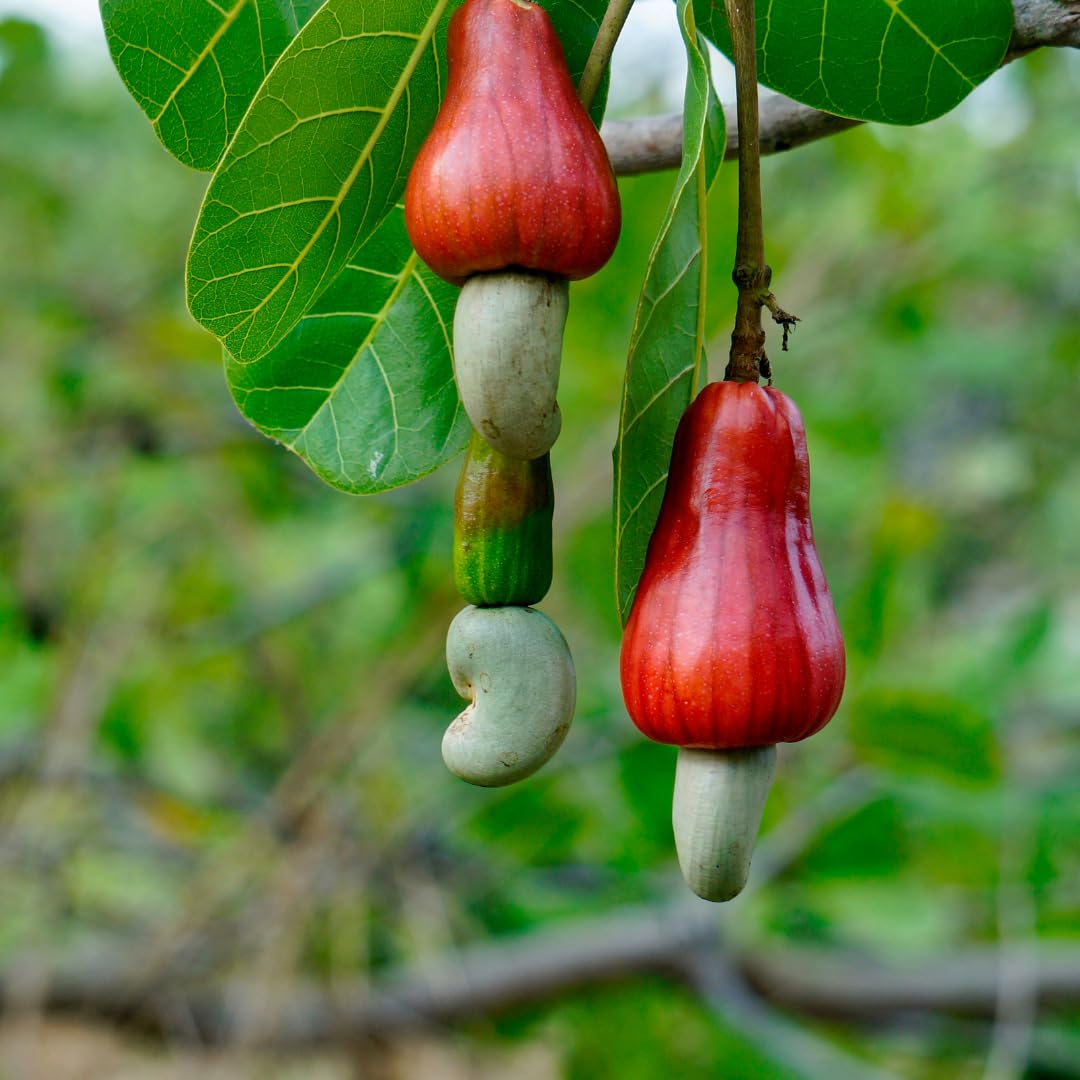 Anacardium occidentale seeds for planting