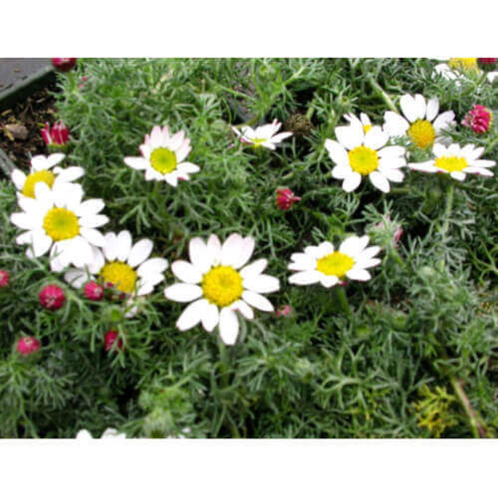 Anacyclus Pyrethrum Flower Seeds for Planting - 100