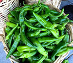 Mild heat Anaheim chili pods grown from seeds