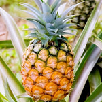 Ananas comosus seeds for indoor growing and balcony gardening