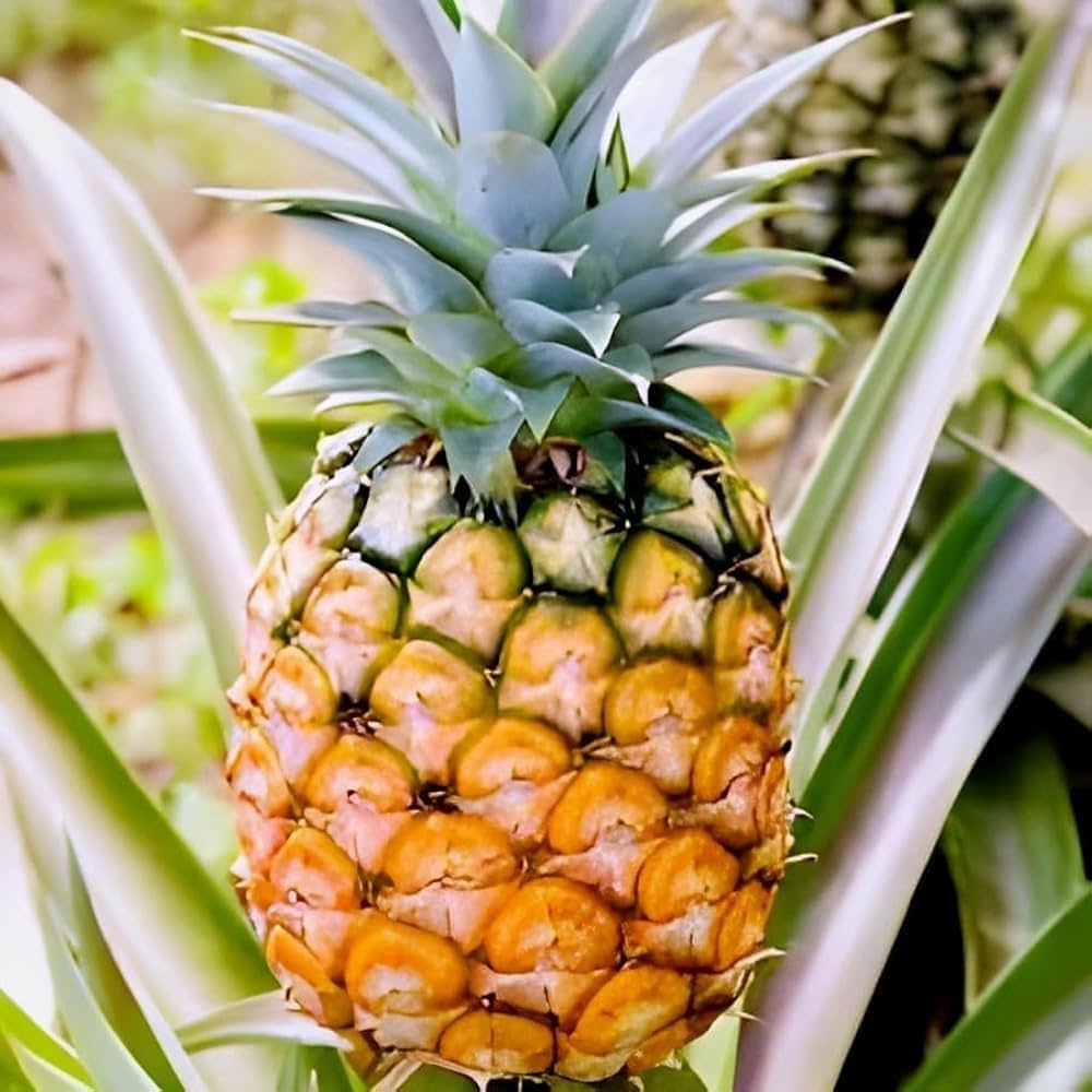 Ananas comosus seeds for indoor growing and balcony gardening