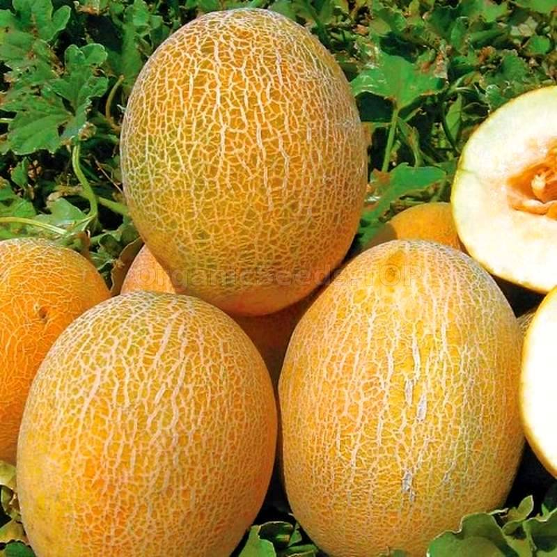 High yield Ananas melon seeds for home garden planting