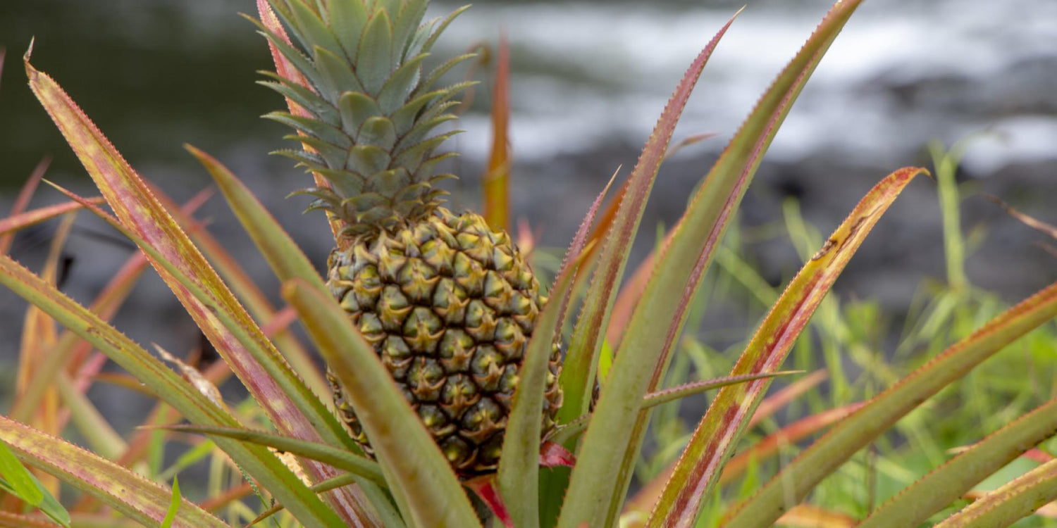 Queen Tahiti Pineapple Seeds