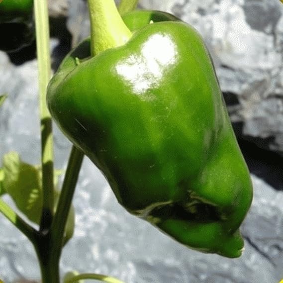 Ancho 101 Pepper Capsicum annuum vegetable seeds for planting in home salsa and spice gardens - Dharaseeds