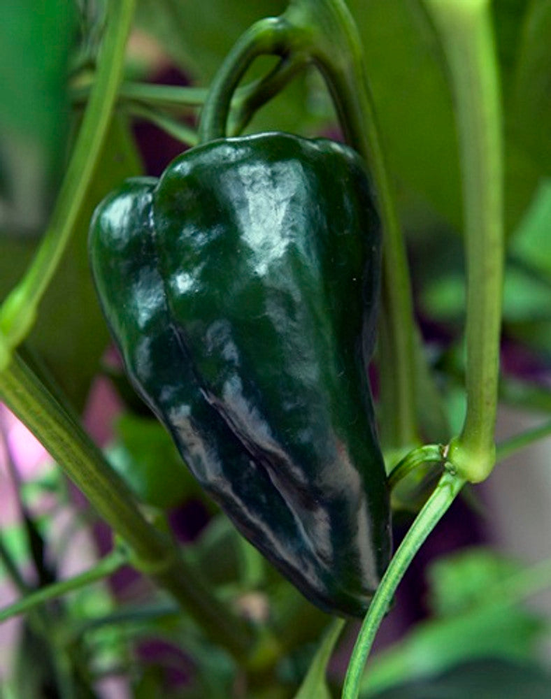 Ancho 101 Pepper Capsicum annuum vegetable seeds for planting in home salsa and spice gardens