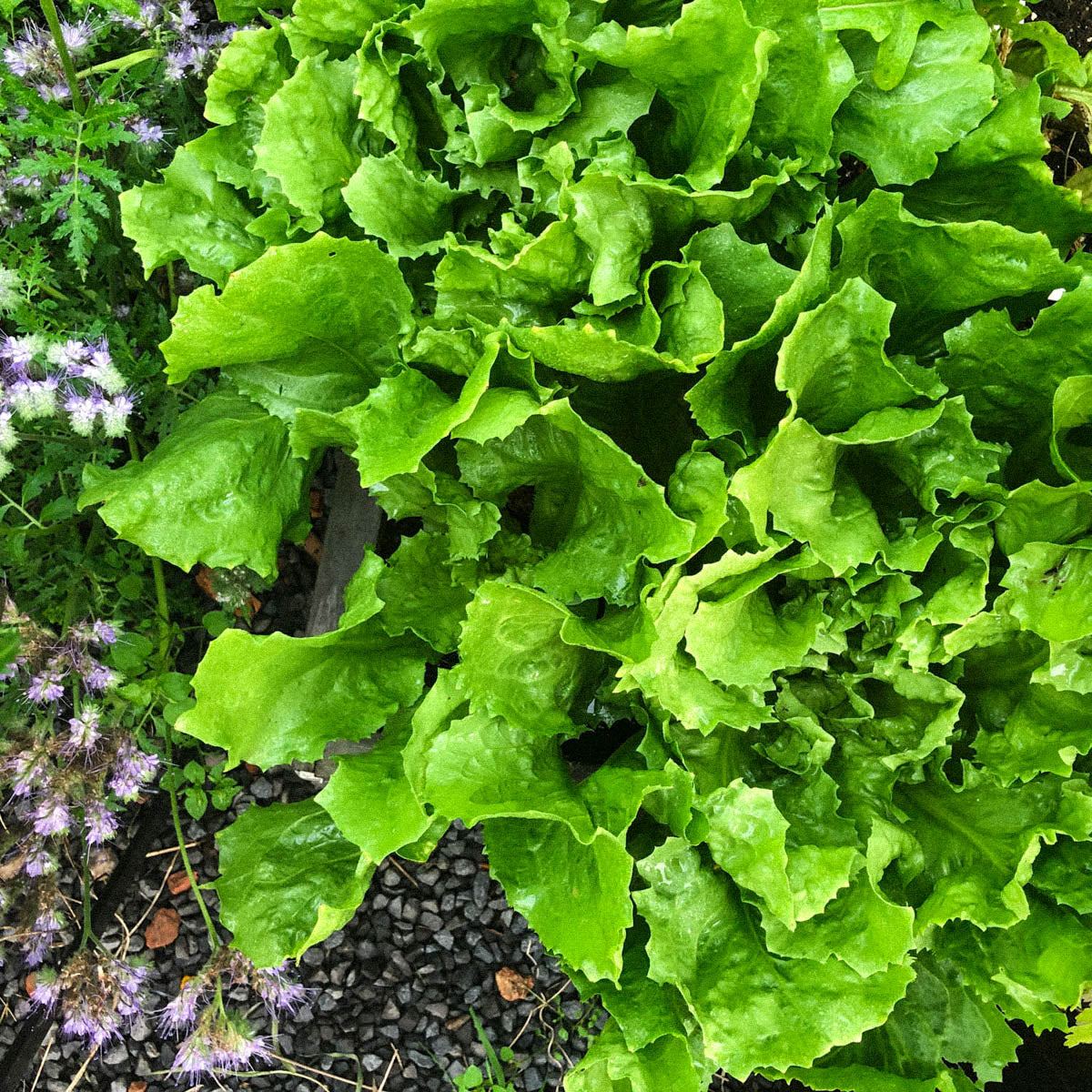 Green Yellow Endive Seeds for Planting - Healthy Vegetable