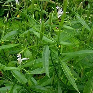 Andrographis Andrographis Paniculata Herb Seeds for Planting – Medicinal Herb for Garden and Indoor Pots - Dharaseeds