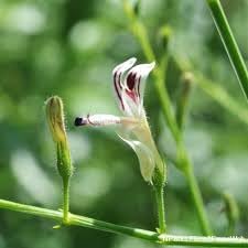 Andrographis Andrographis Paniculata Herb Seeds for Planting – Medicinal Herb for Garden and Indoor Pots - Dharaseeds