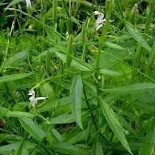 Andrographis Andrographis Paniculata Herb Seeds for Planting – Medicinal Herb for Garden and Indoor Pots - Dharaseeds