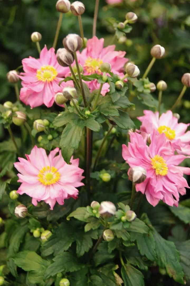 Fantasy Pocahontas Anemone Flower Seeds for Planting – Elegant Perennial Garden Blooms