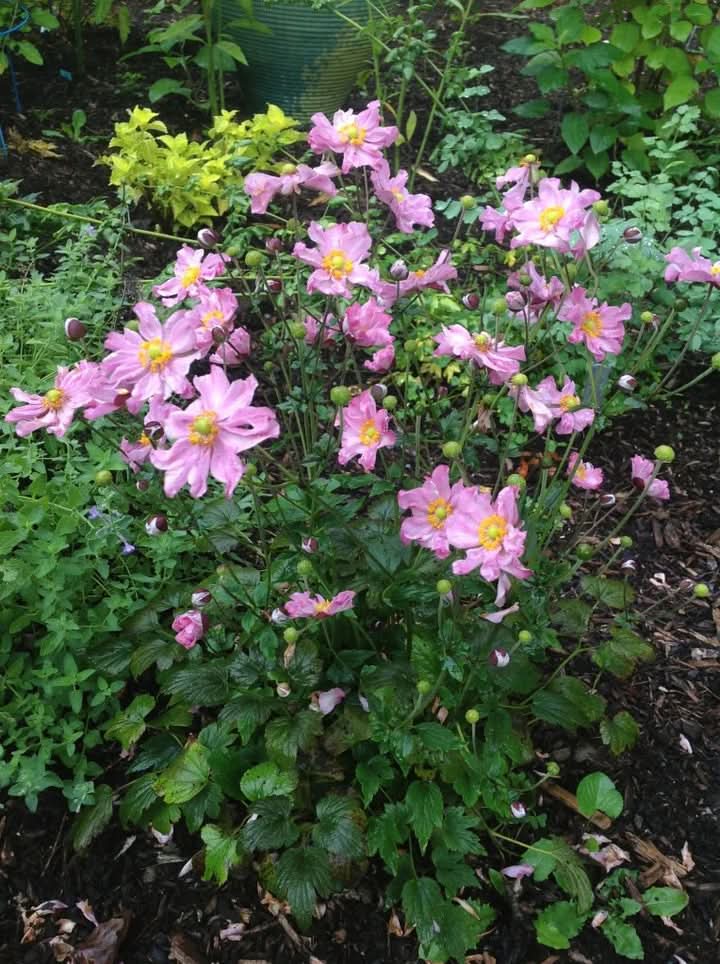Fantasy Pocahontas Anemone Flower Seeds for Planting – Elegant Perennial Garden Blooms