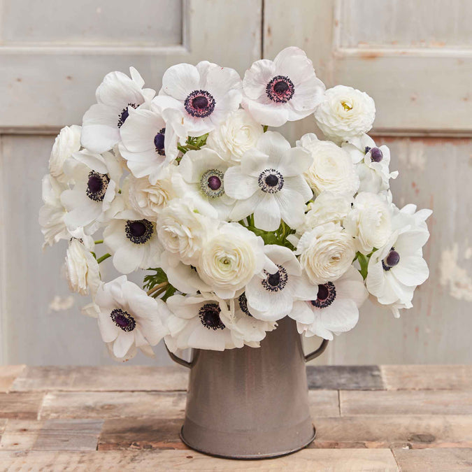 Anemone & Ranunculus Seeds - Moonlight Mix