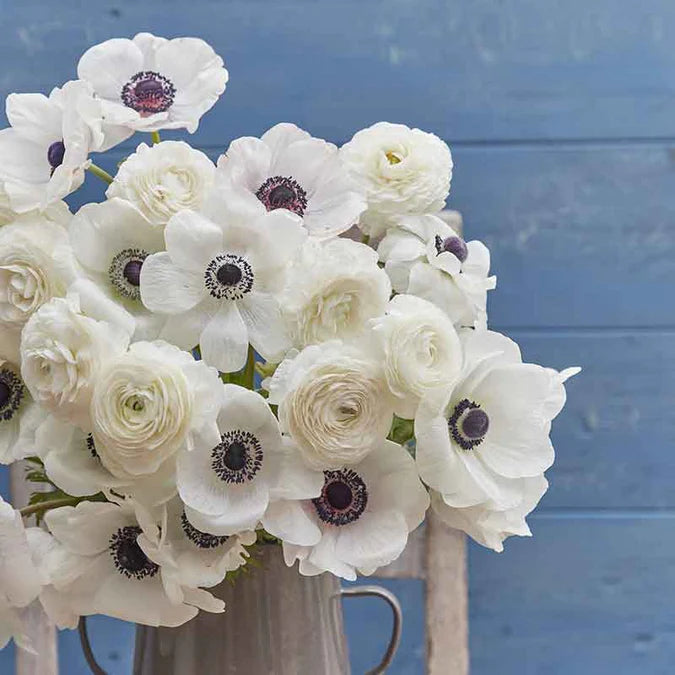 Anemone & Ranunculus Seeds - Moonlight Mix