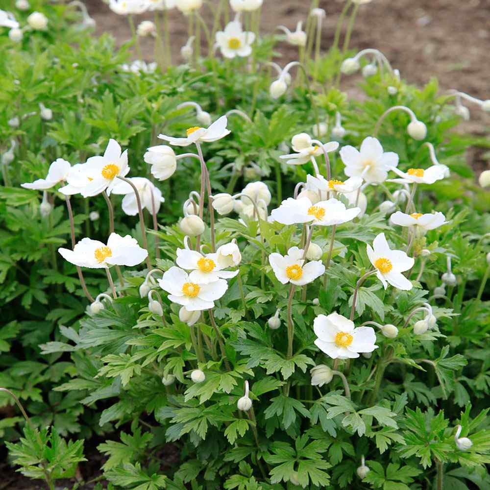 Anemone Madonna White Flower Seeds