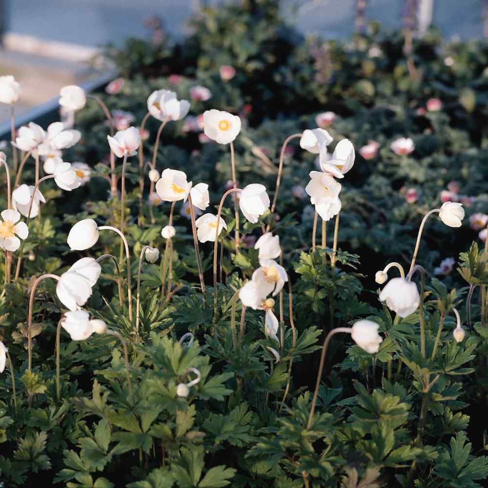 Anemone Madonna White Flower Seeds