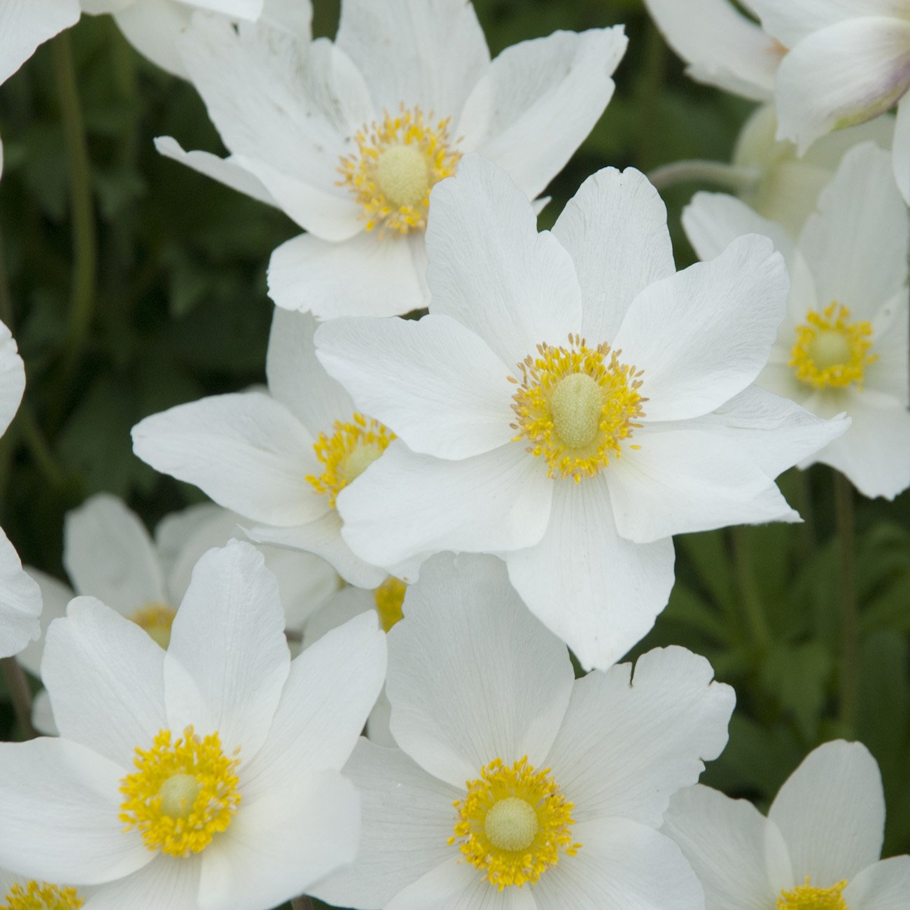 Anemone Madonna White Flower Seeds