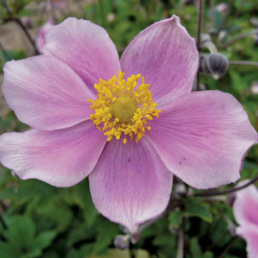 Anemone Pink Windflower Seeds