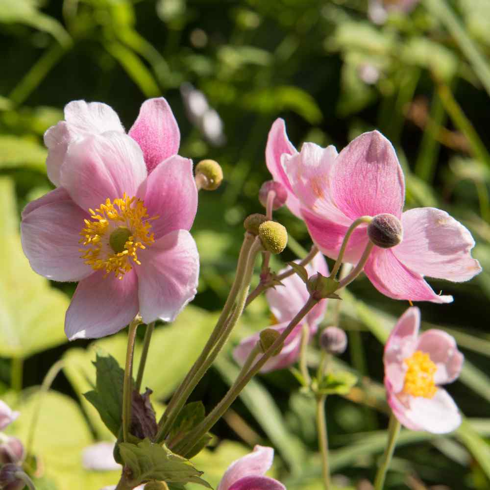 Anemone Pink Windflower Seeds