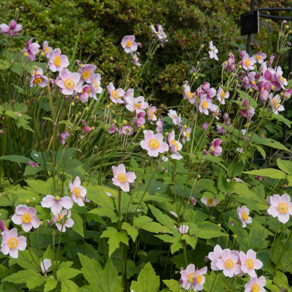 Anemone Pink Windflower Seeds