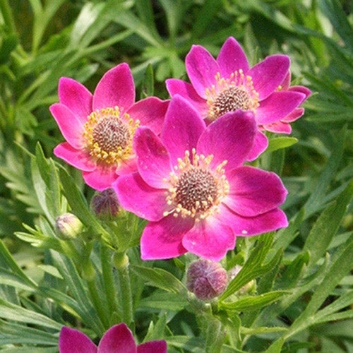 Anemone Rubra Scarlet Flower Seeds