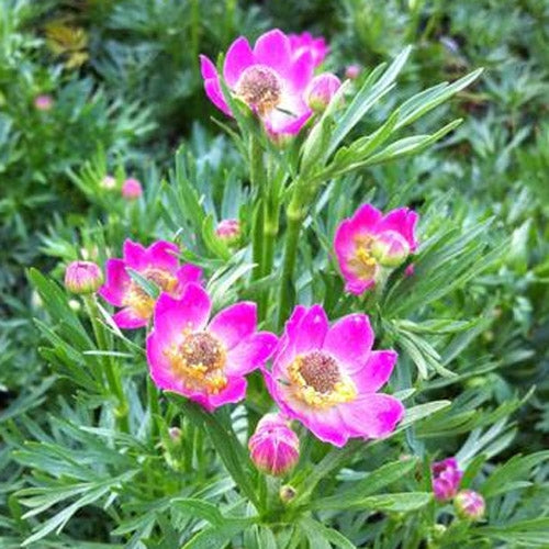 Anemone Rubra Scarlet Flower Seeds