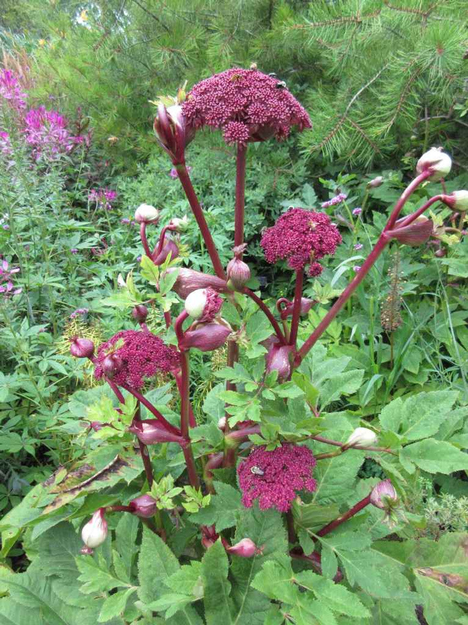 Korean Angelica