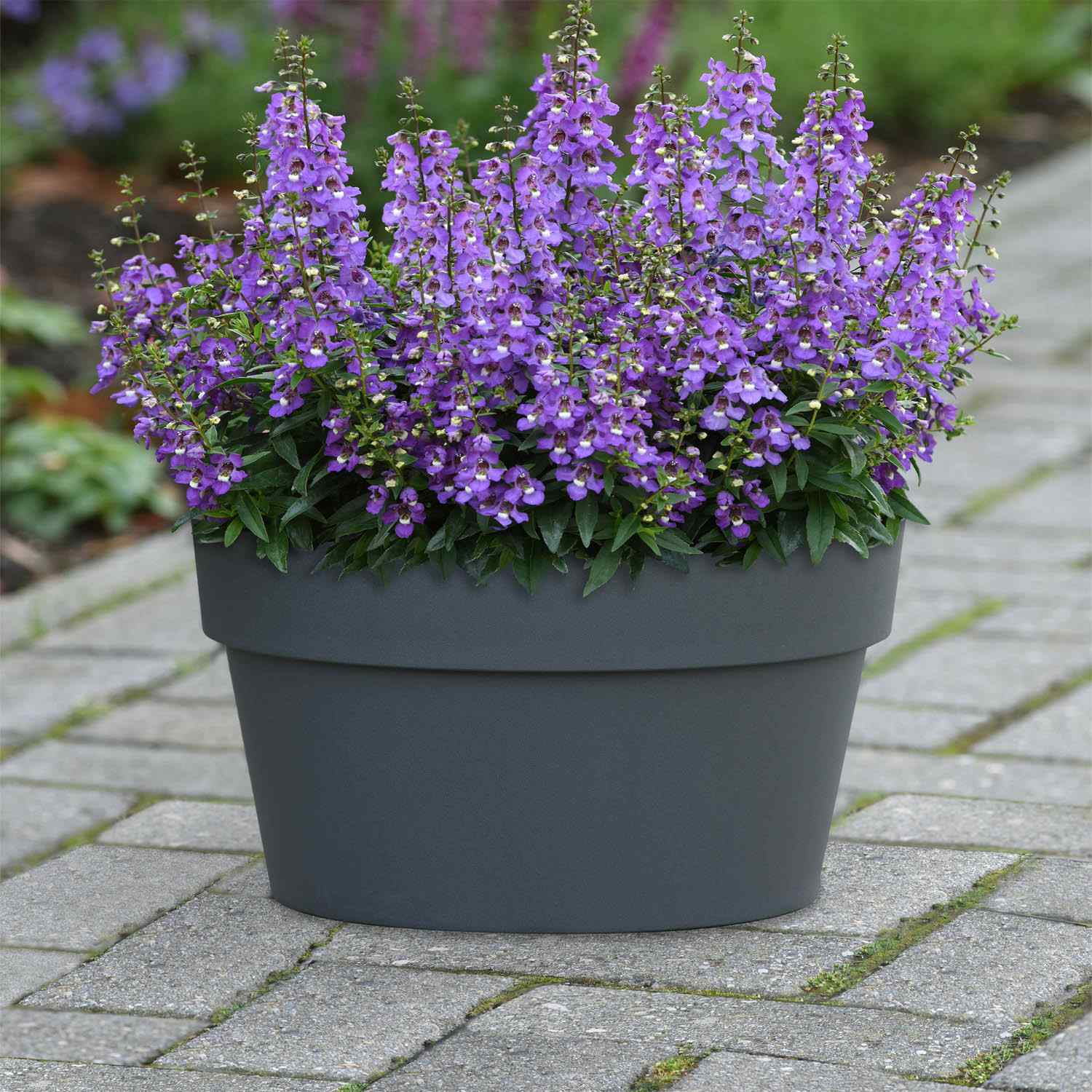 Angelonia Blue Summer Snapdragon Seeds