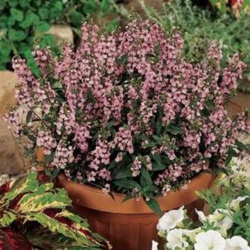 Angelonia Lavender Perennial Seeds