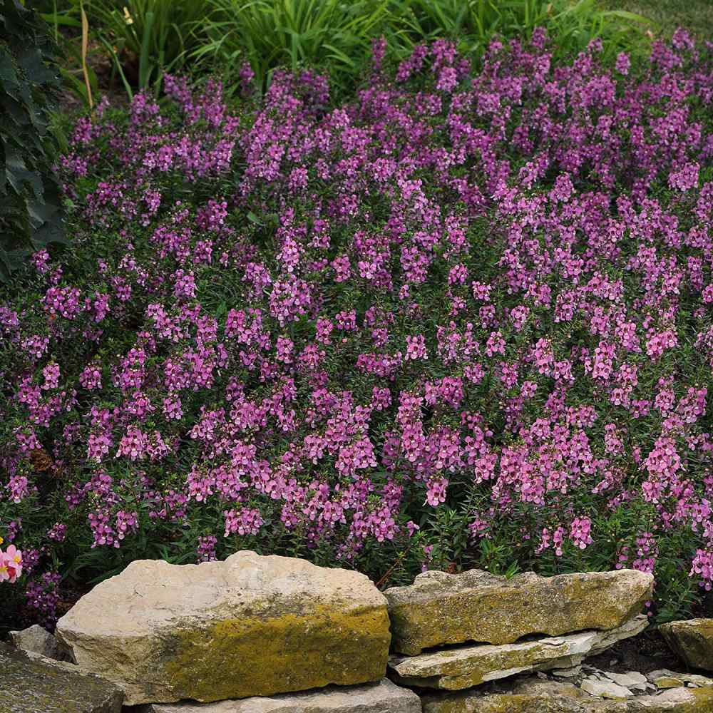 Angelonia Lavender Perennial Seeds