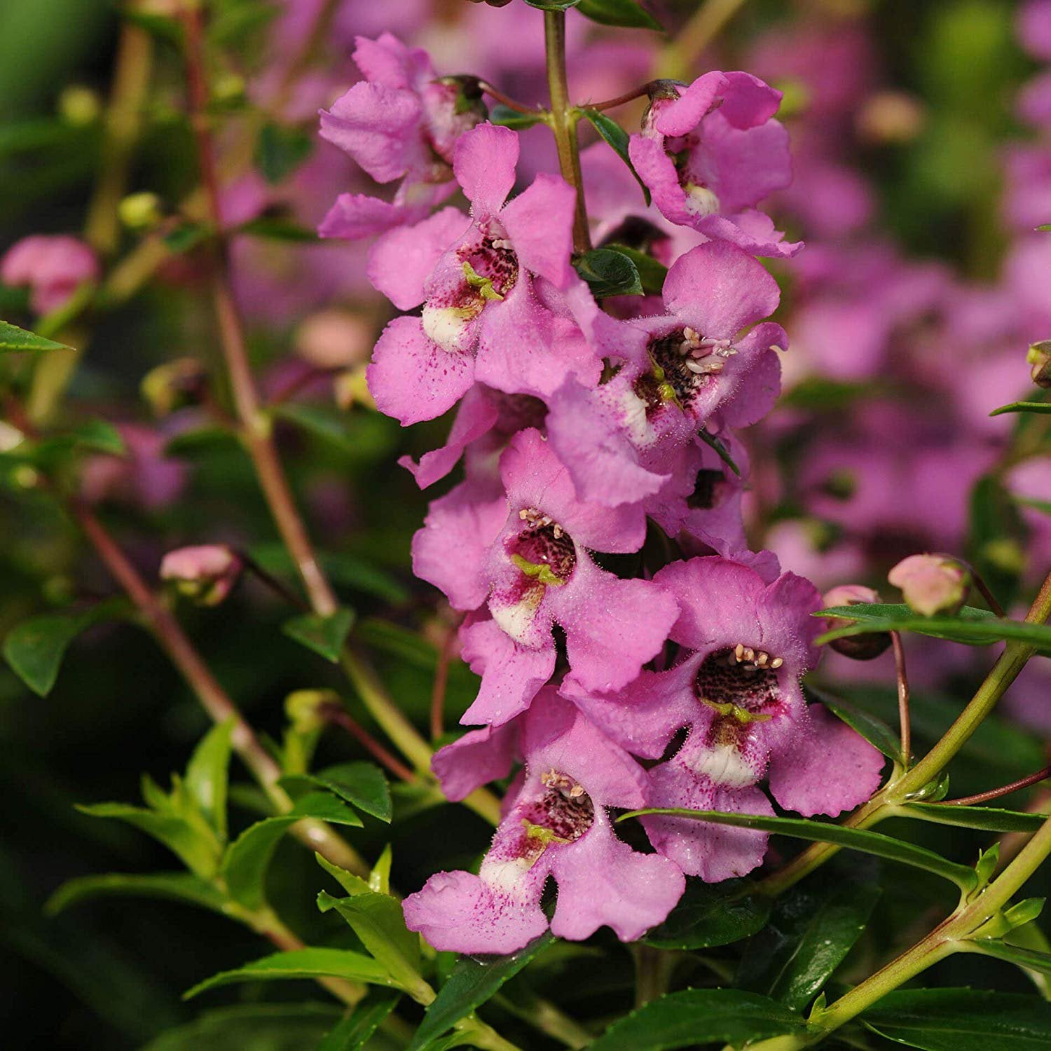 Angelonia Lavender Perennial Seeds