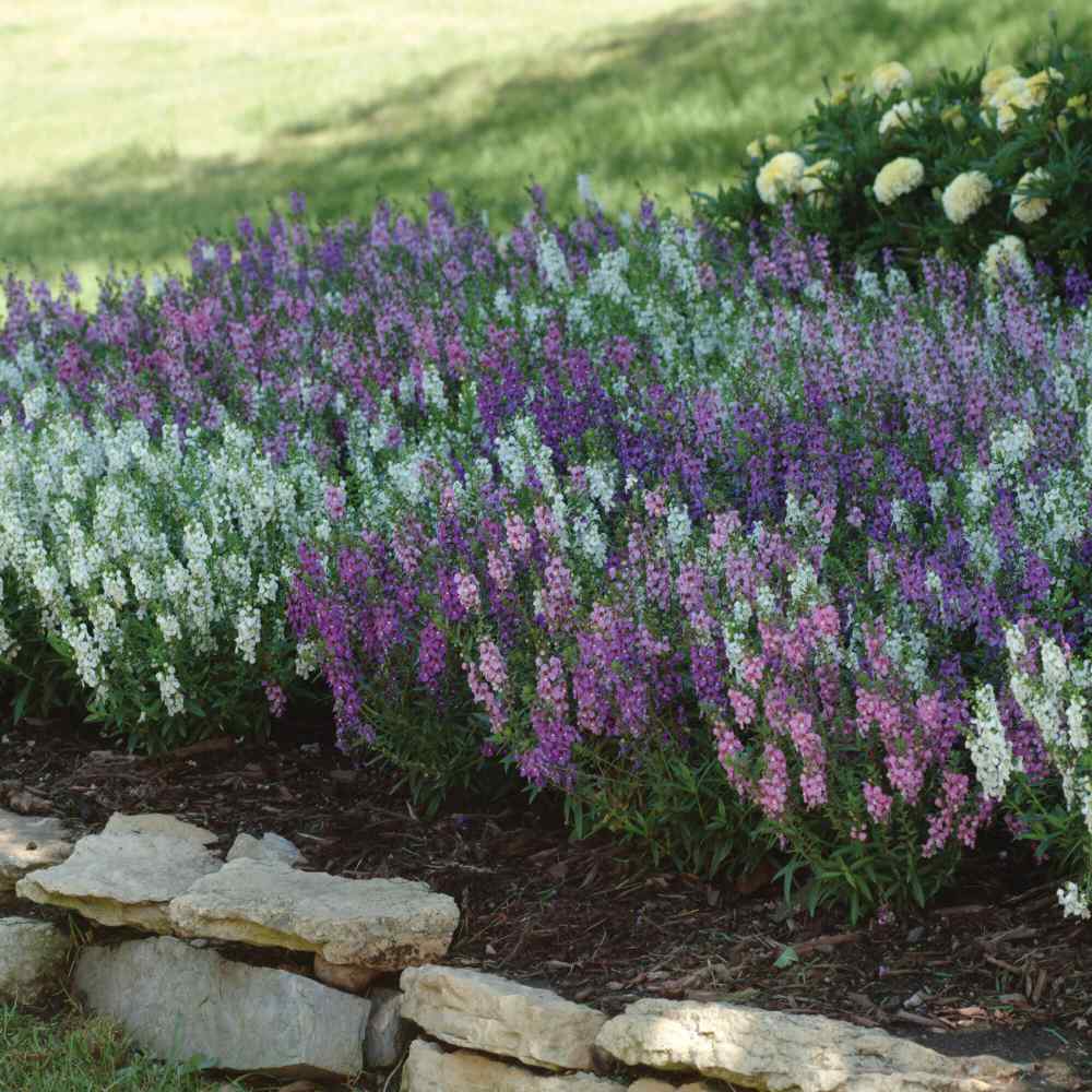 Angelonia Serena Mix Heat-Tolerant Seeds