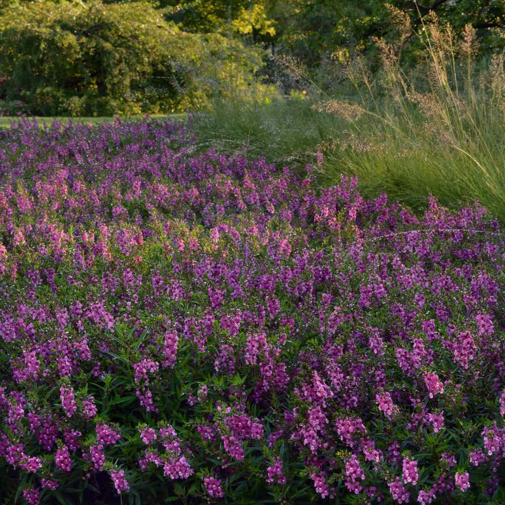 Angelonia Raspberry Snapdragon Seeds