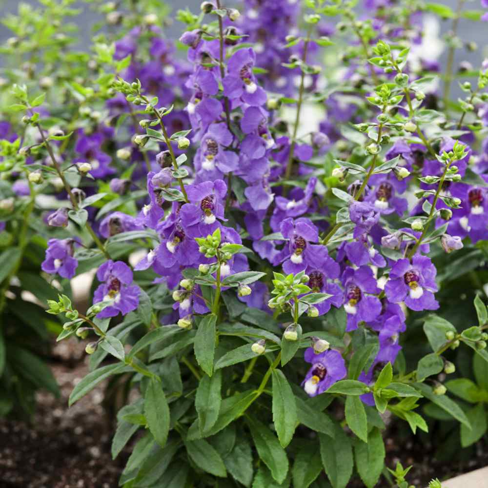 Angelonia Blue Summer Snapdragon Seeds