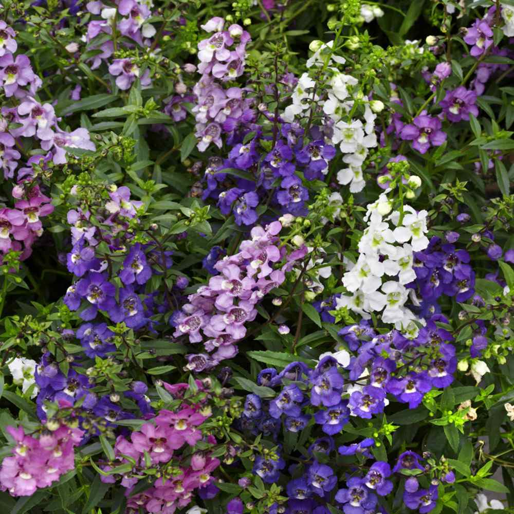 Angelonia Serena Mix Heat-Tolerant Seeds