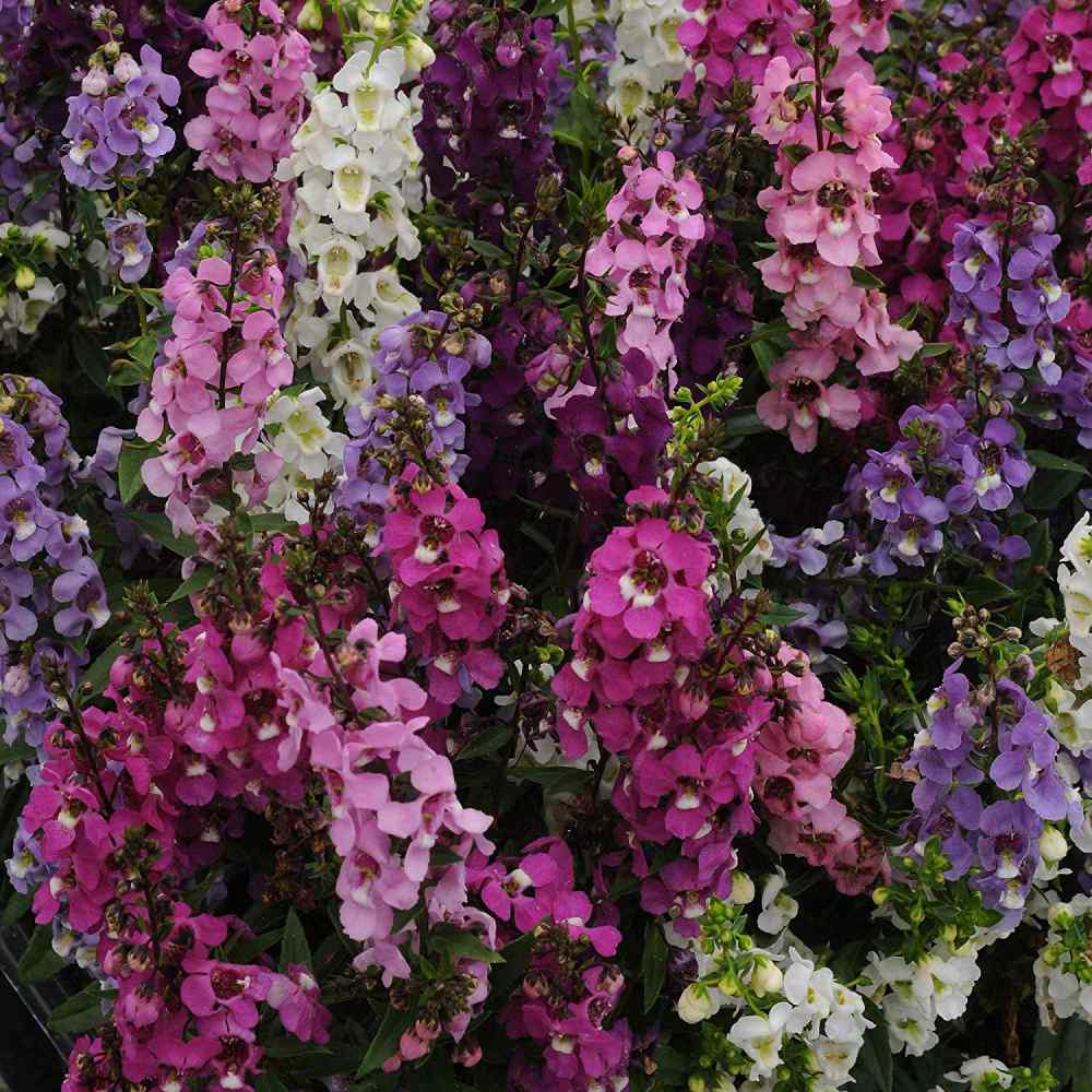 Angelonia Mix Flower Seeds