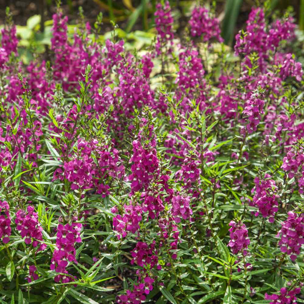 Angelonia Raspberry Snapdragon Seeds