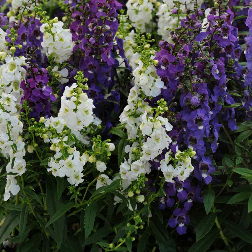 Angelonia Waterfall Mix Trailing Seeds