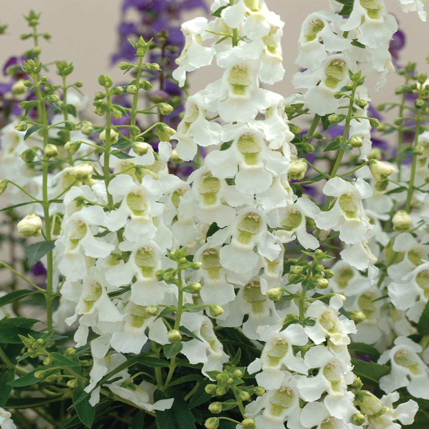 Angelonia White Fragrant Seeds