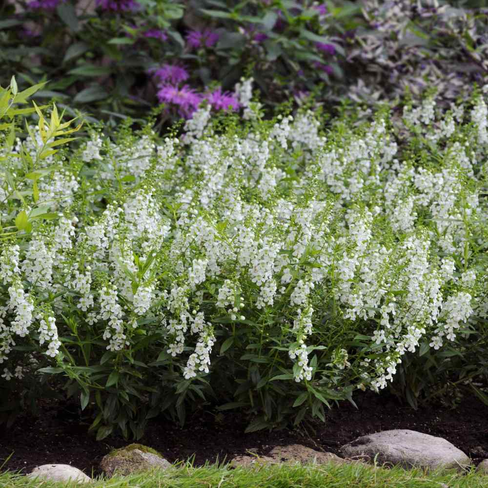 Angelonia White Fragrant Seeds