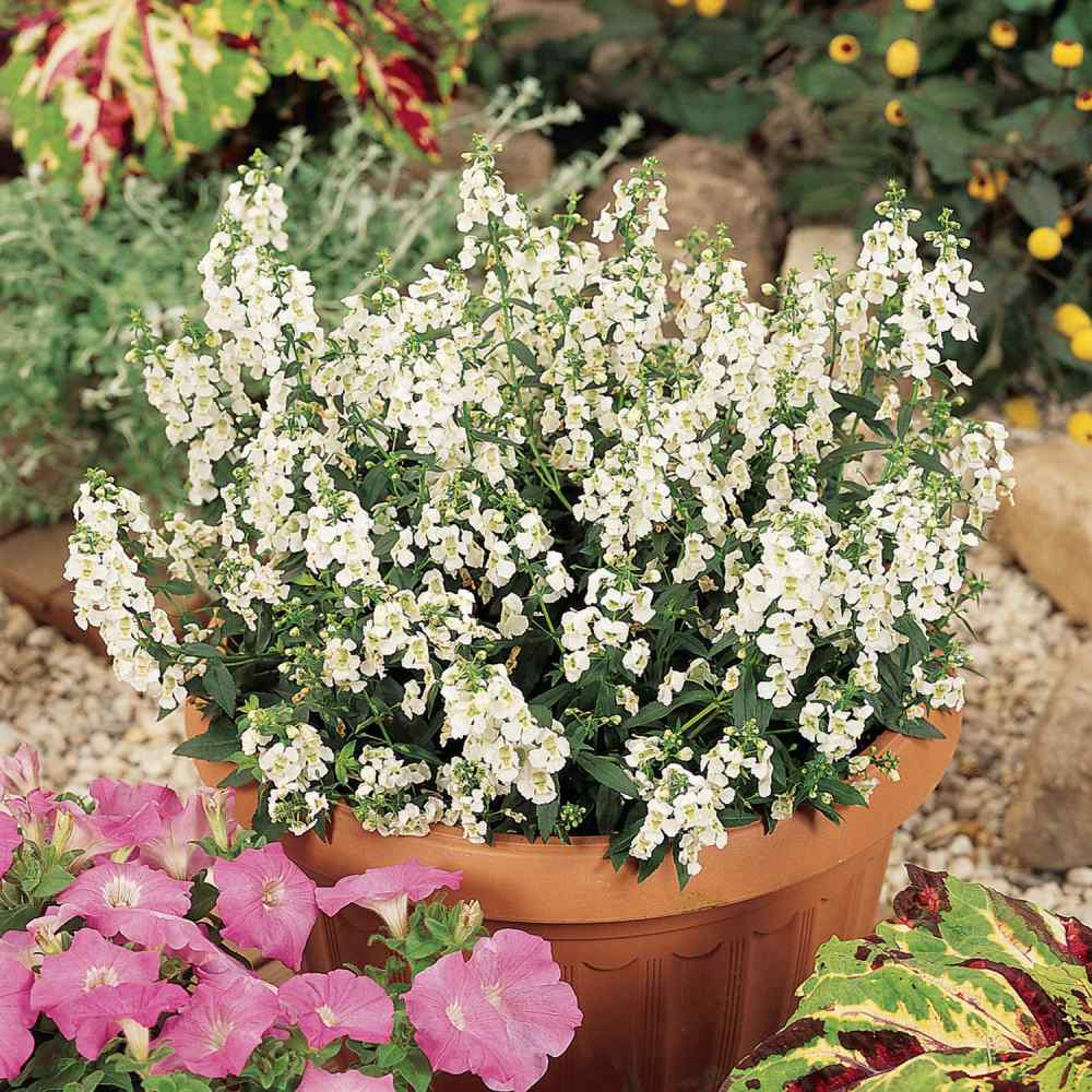 Angelonia White Fragrant Seeds