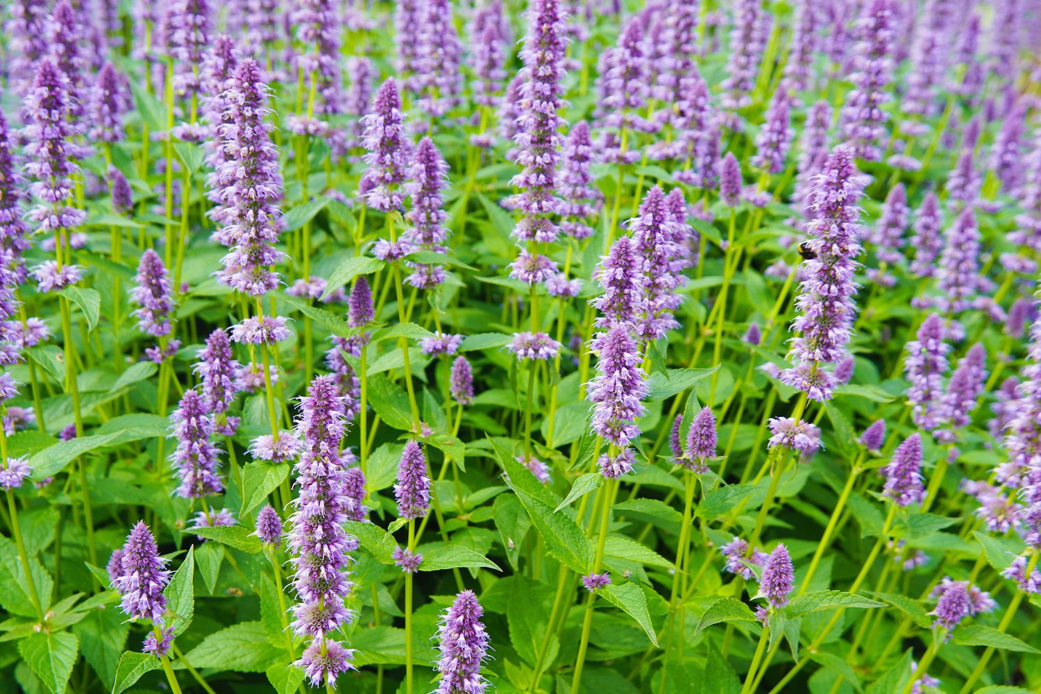 Agastache Lavender Hyssop Organic