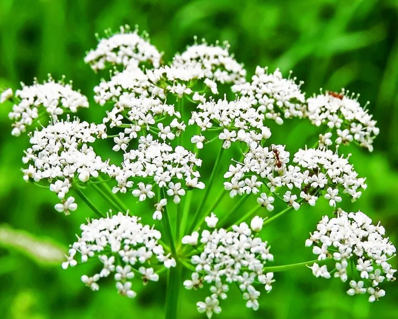 Anise Seeds